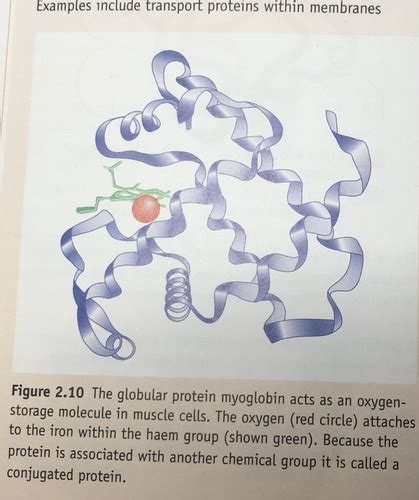 Globular And Fibrous Proteins Flashcards Quizlet