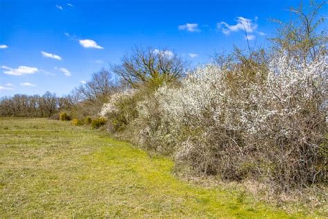 How To Use Windbreak Plants or Structures To Improve the Microclimates ...