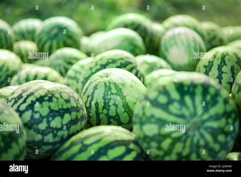 Big Watermelons Hi Res Stock Photography And Images Alamy