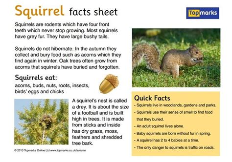 Squirrel Fact Sheet