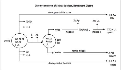 Figure 1 From Sex Determining Mechanisms In Insects Based On Imprinting