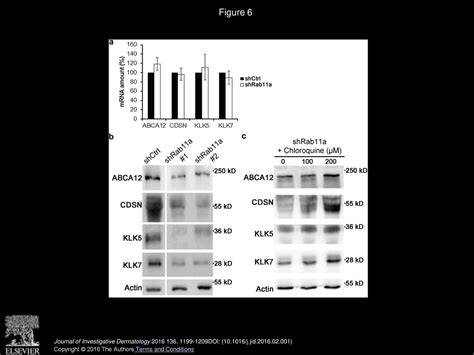 Rab A Is Essential For Lamellar Body Biogenesis In The Human Epidermis