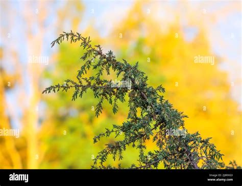 Juniper Tree Juniper Branch With Berries Growing Outside Stock Photo