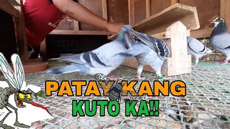 Paano Tangalin Ang Kuto Ng Kalapatipagpapaligo Youtube