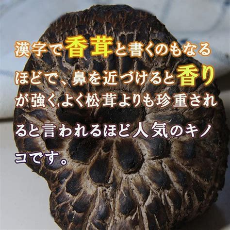 乾燥 コウタケ 香茸 50g 雲南産 鹿茸 天然きのこ サイズ不揃い 椎茸 獅子茸 イノハナ 虎掌菌 高級茸 Dy1326 食材卸ダイ