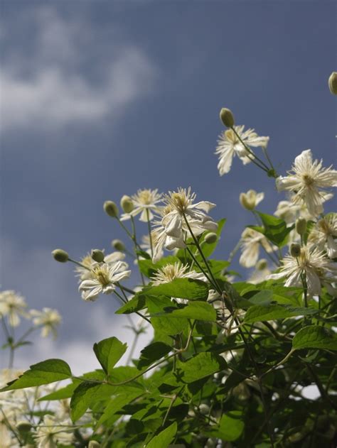 Clematis Paul Farges Summer Snow Clematis Garden Center Marketing