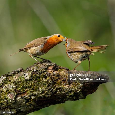 610 Female Robin Bird Stock Photos High Res Pictures And Images