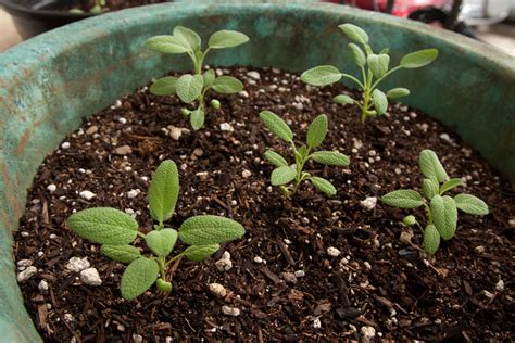 Broad-Leaf Sage ~ Adventures in Gardening Pohnpei, Micronesia