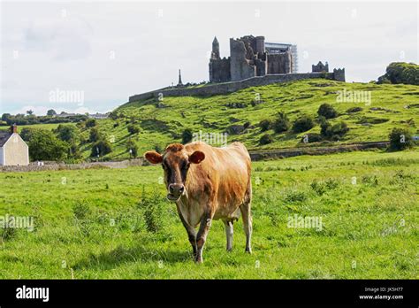 Irish Cow Hi Res Stock Photography And Images Alamy