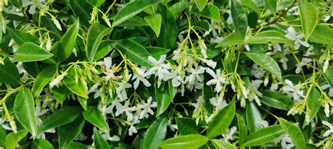 Short Shrub Smells Sweet Found In Auckland Nz Rwhatsthisplant