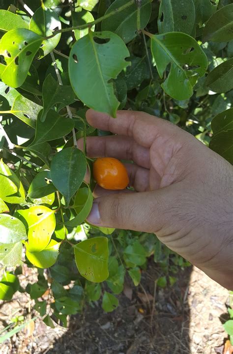 Viveiro Ciprest Plantas Nativas E Ex Ticas Setembro