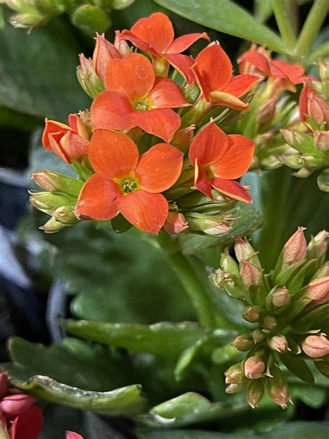 Succulent ~ Kalanchoe Blossfeldiana Flaming Katy~ 2 4 Orange Cuttings Patio