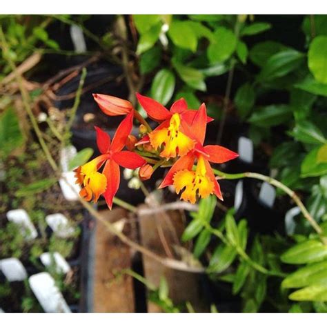 Jual Anggrek Epidendrum Langka Tanaman Hias Anggrek Tanah Anggrek