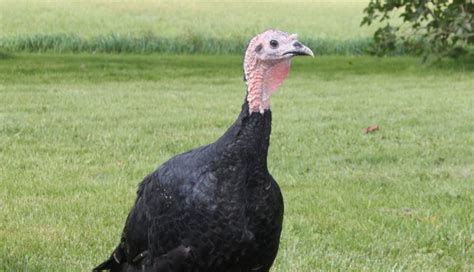 Parent Stock Commercial Stock White And Colored Turkeys Hybrid