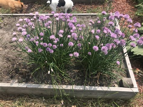Planted chives last year in Wisconsin and they over wintered