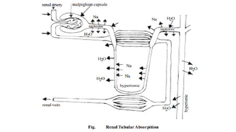 Mechanism Of Urine Formation