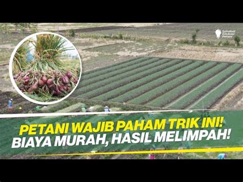 TRIK BUDIDAYA BAWANG MERAH PENTING TAPI SERING TERABAIKAN YouTube