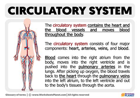 What Is The Circulatory System Definition