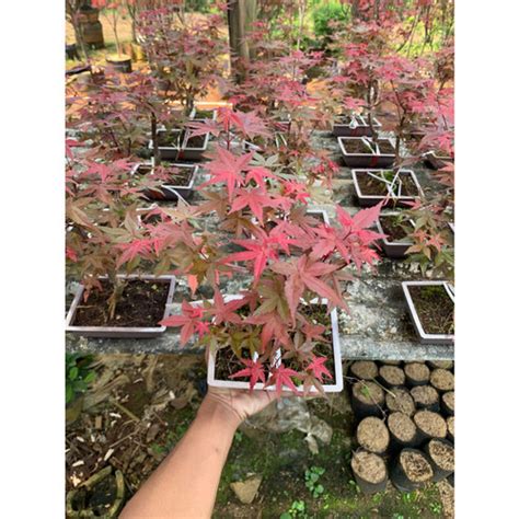 Jual Pohon Red Maple Murah Bibit Pohon Red Maple Red Maple Jepang