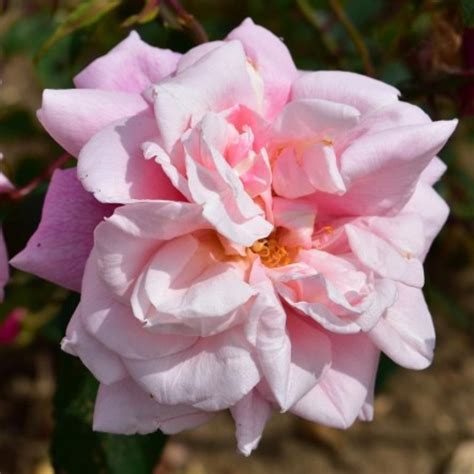 Le Vésuve Rose Rosa 09 M X 09 M Laffay 1825 Rosa Le Vésuve