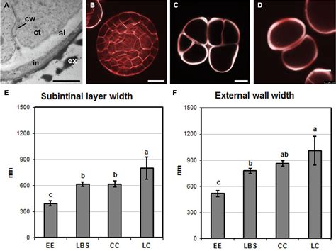 Frontiers Cell Wall Composition And Structure Define The