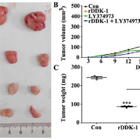 Effect Of Inhibition Of Wnt Inhibitor Rddk 1 And Notch Inhibitor