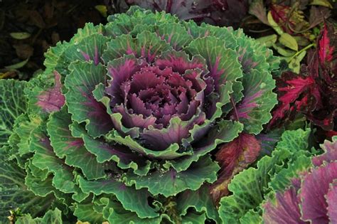 Premium Photo Close Up Of Fresh Plant Leaves Decorative Purple Cabbage Brassica Oleracea