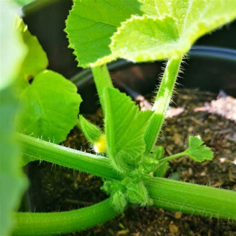 Cucurbita Pepo Sunburst Patty Pan Squash Sunburst Patty Pan Uploaded By Rosiewin