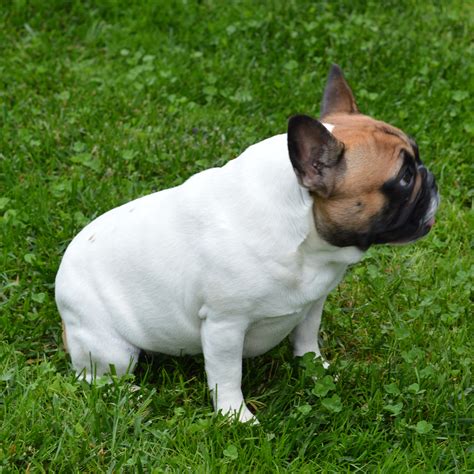 Pyper ~ AKC French Bulldog Puppies for Sale ~ AKC French Bulldog ...