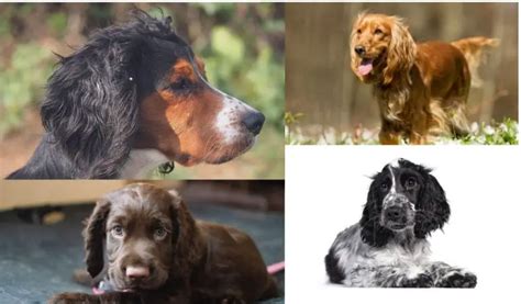 The Different Coat Colours Of Cocker Spaniels What Makes Blue Roan