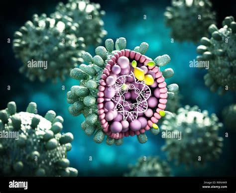 Hepatitis B Virus 3d Model