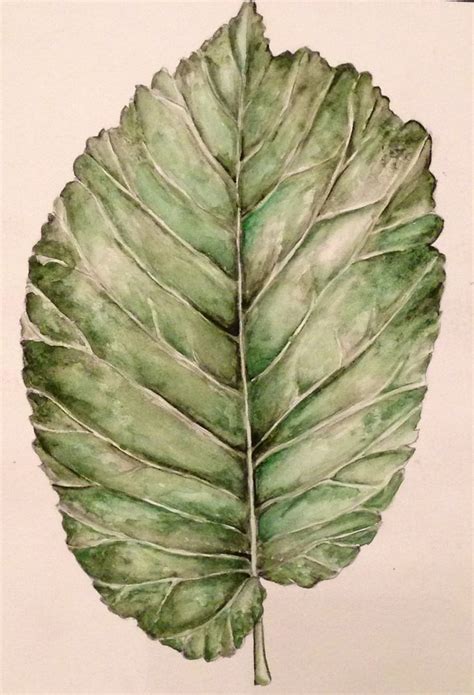 https://i.pinimg.com/736x/18/29/72/182972e504a84af393e7c555ffd59973--leaf-drawing-observational ...