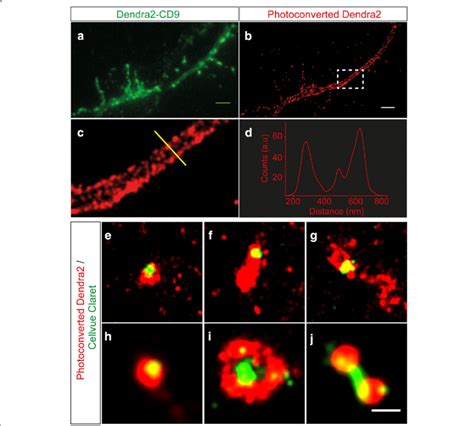 Super Resolution Microscopy Reveals That Endosomes Can Carry Both