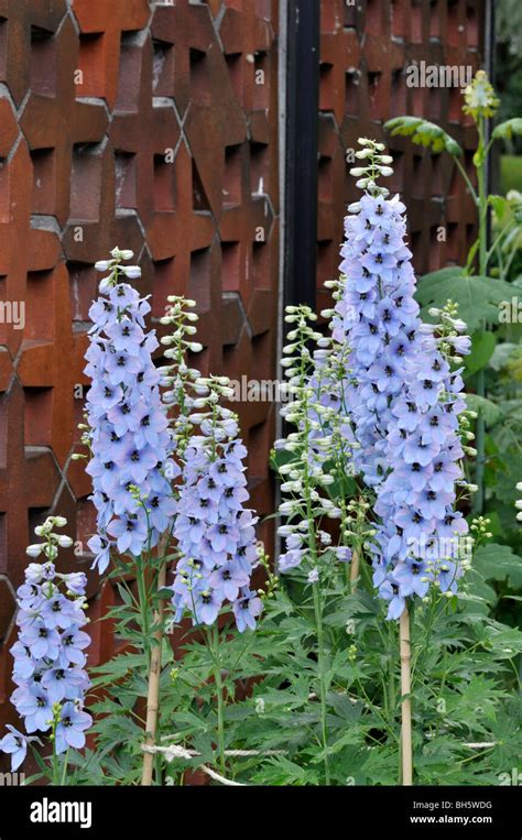 Larkspur Delphinium Elatum Stock Photo Alamy