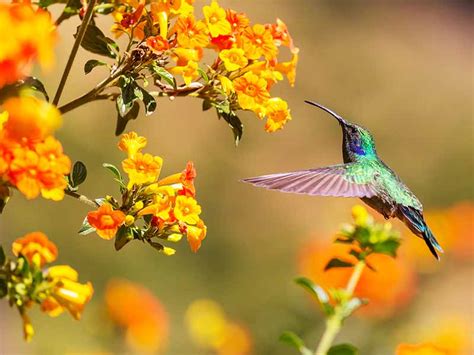 Beija Flor O Que A Visita Dele Pode Significar Clube Da Jardinagem Trapp