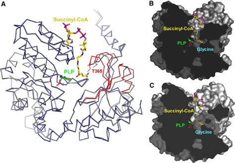 Crystal Structure Of 5‐aminolevulinate Synthase The First Enzyme Of