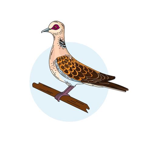 Premium Vector Turtle Dove Color Vector Illustration