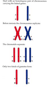 Linkage And Recombination Part 2 Sex Linkage In Drosophila Linked