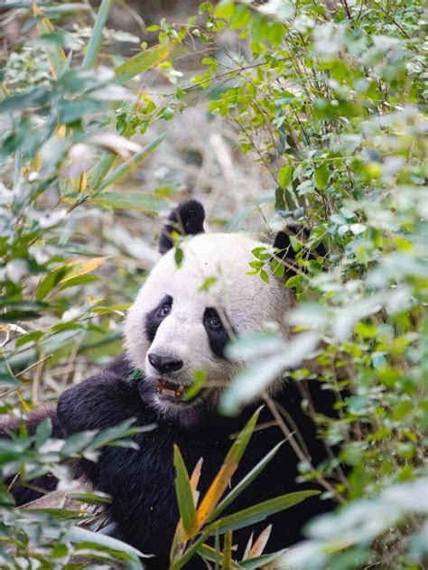 Xiongmao 熊猫 Panda Flora Fauna Tionghoa org Info Budaya Dan