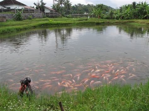 Budidaya Ikan Nila Sistem Polikultur Cara Ternak Ikan