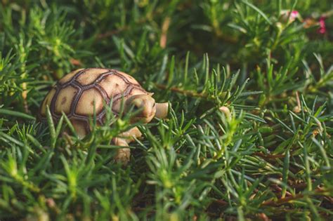 Kurakura Sulcata Berjalan Dan Makan Rumput Foto Stok Unduh Gambar