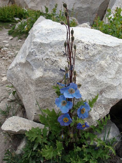 Meconopsis aculeata - Blue Poppy | World of Flowering Plants