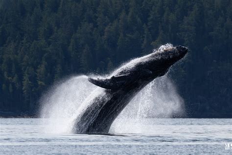 Bc Photographer Captures Massive Humpback Whale Breach Victoria Times