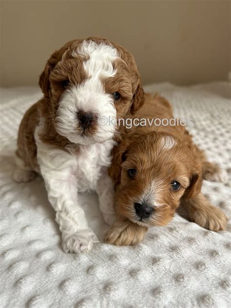 Toy Cavoodle Upper Coomera Petsforhomes