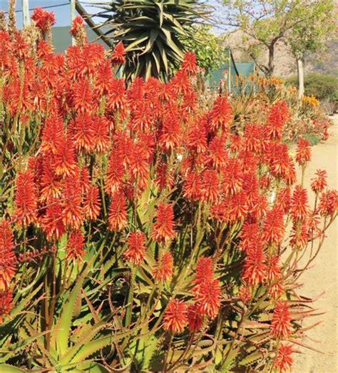 Aloe Rooibok 5lt Cnd Nursery