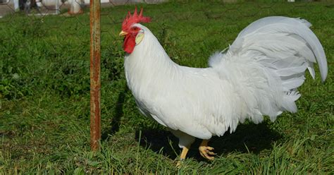 Origen De La Gallina Leghorn De Uso Industrial Una Buena Ponedora