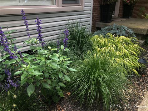 Dwarf Ornamental Grasses