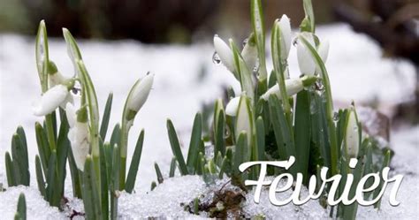 Que faire dans son jardin au mois de février Estragon be