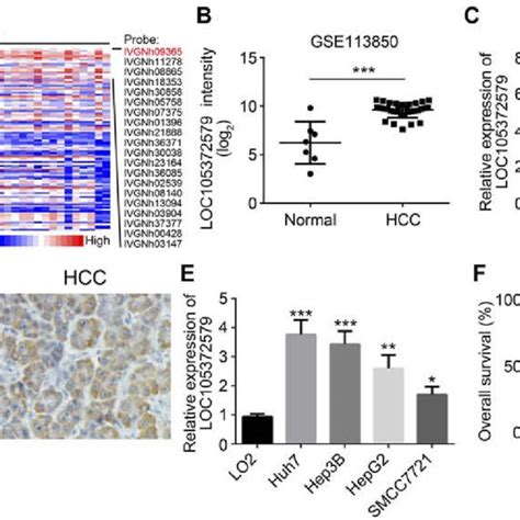 Increased Expression Of Loc105372579 In Hcc Tissues A Heatmap Of Download Scientific Diagram