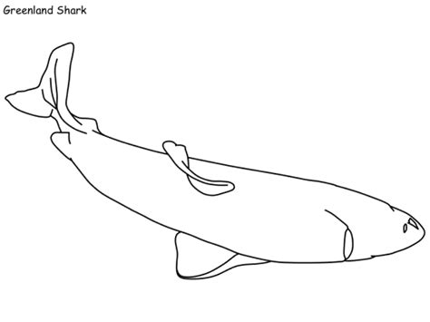 Greenland Shark Coloring Page Coloring Pages